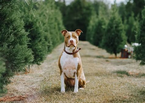 florida pitbull breeders